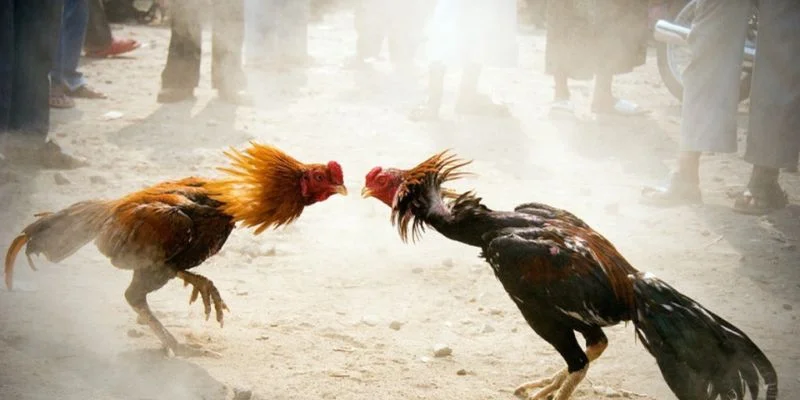 Mẹo và chiến lược chơi đá gà chọi QQ88 thắng lớn